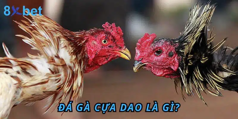Đá gà Cựa Dao 8xbet: Luật chơi, kinh nghiệm và cách thắng lớn 2 Đá Gà cựa dao là gì?