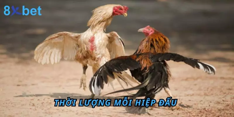 Đá Gà Thomo 8Xbet – Sân Chơi Đỉnh Cao Cho Anh Em Đam Mê 7 Thời lượng mỗi hiệp đấu